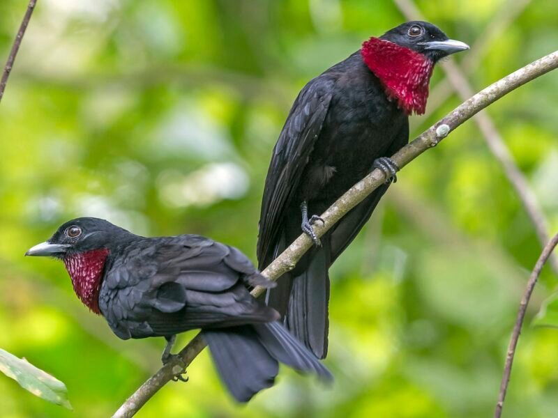 Buy Purple-throated Fruitcrow Online