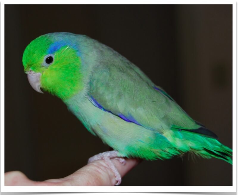 Buy Green Parrotlet Online