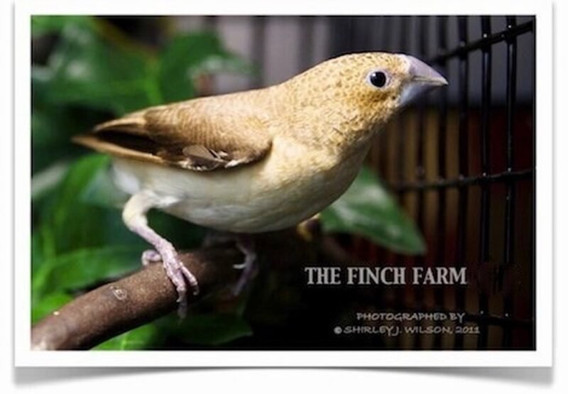 Buy African Silverbill Online