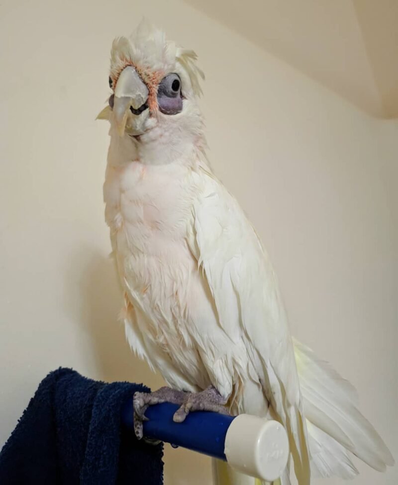 Bare-Eyed Cockatoo