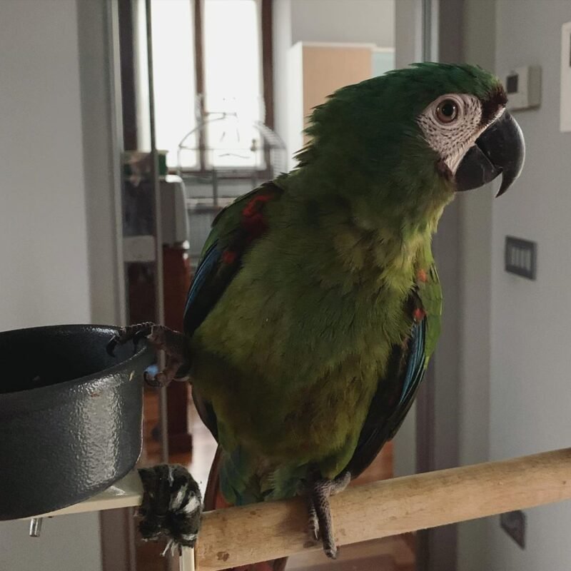 Chestnut-fronted macaw