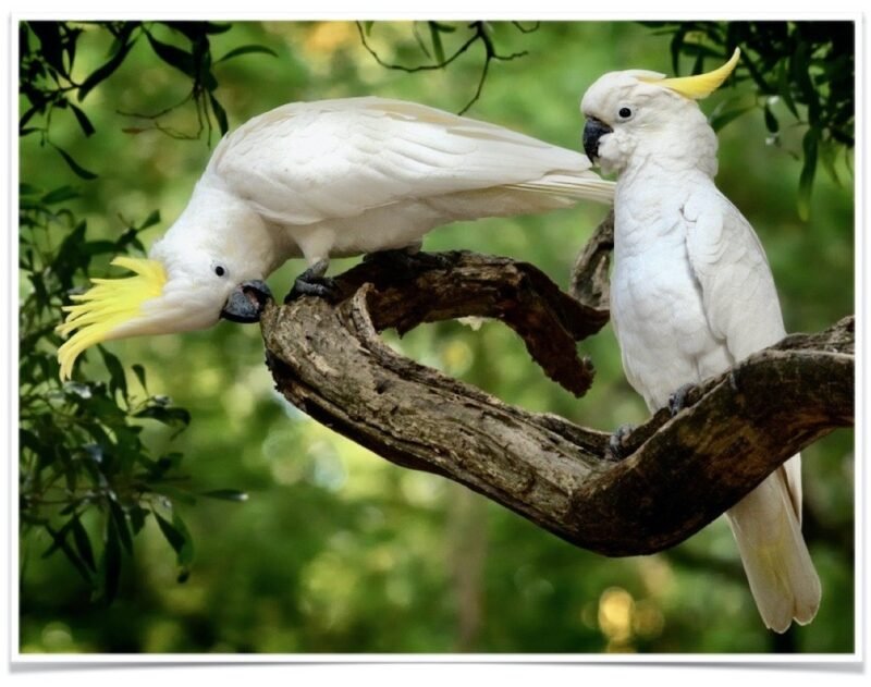 Buy Eleanora Cockatoo (Sulfur Crested) Online - Image 3