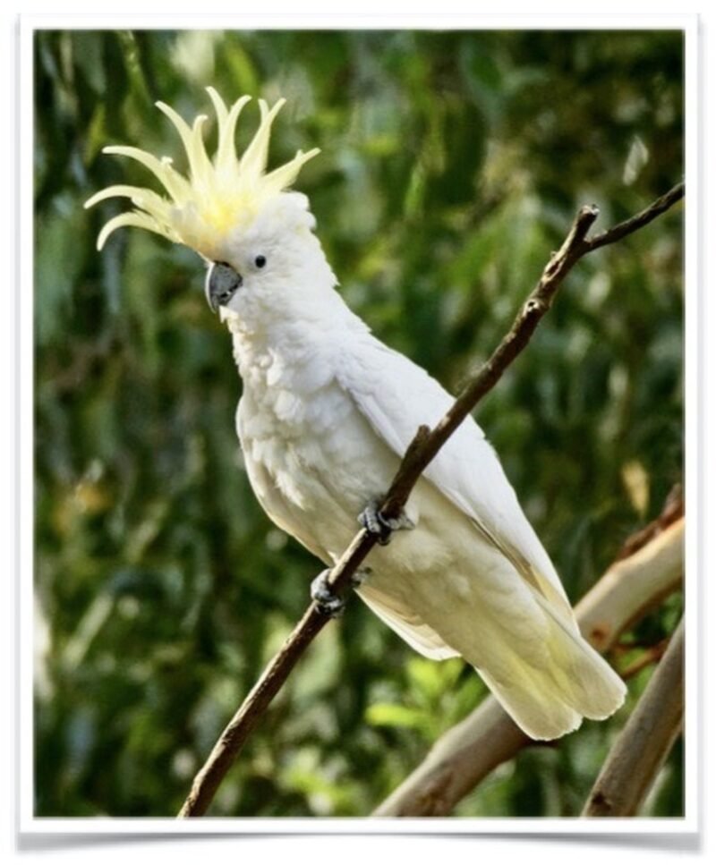 Buy Eleanora Cockatoo (Sulfur Crested) Online