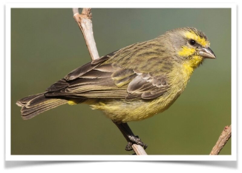 Buy Green Singer (Yellow fronted canary) Online