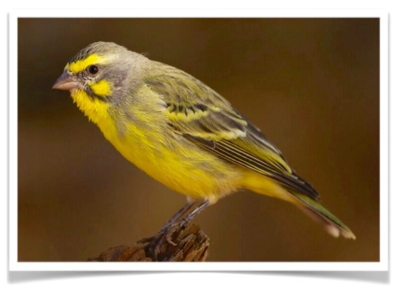 Buy Green Singer (Yellow fronted canary) Online - Image 2