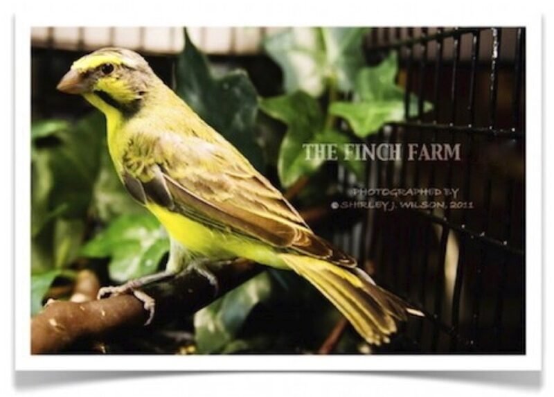 Buy Green Singer (Yellow fronted canary) Online - Image 3