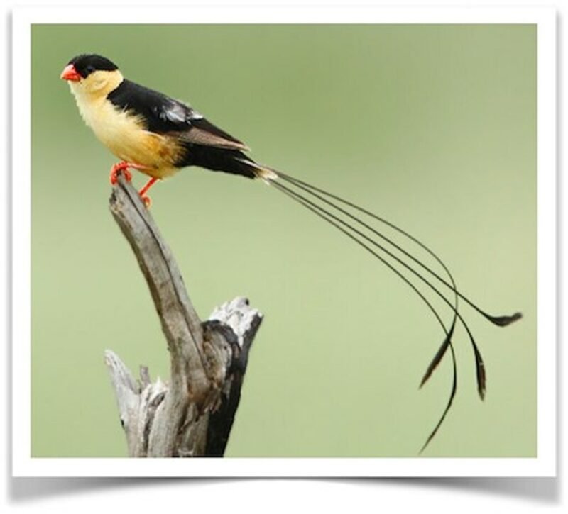 Buy Shaft-tailed Whydah - Pair Online