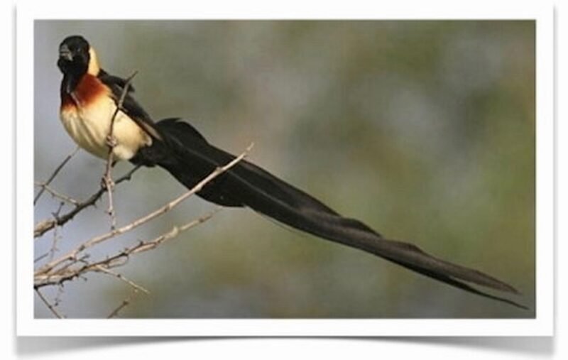 Buy Paradise Whydah Online