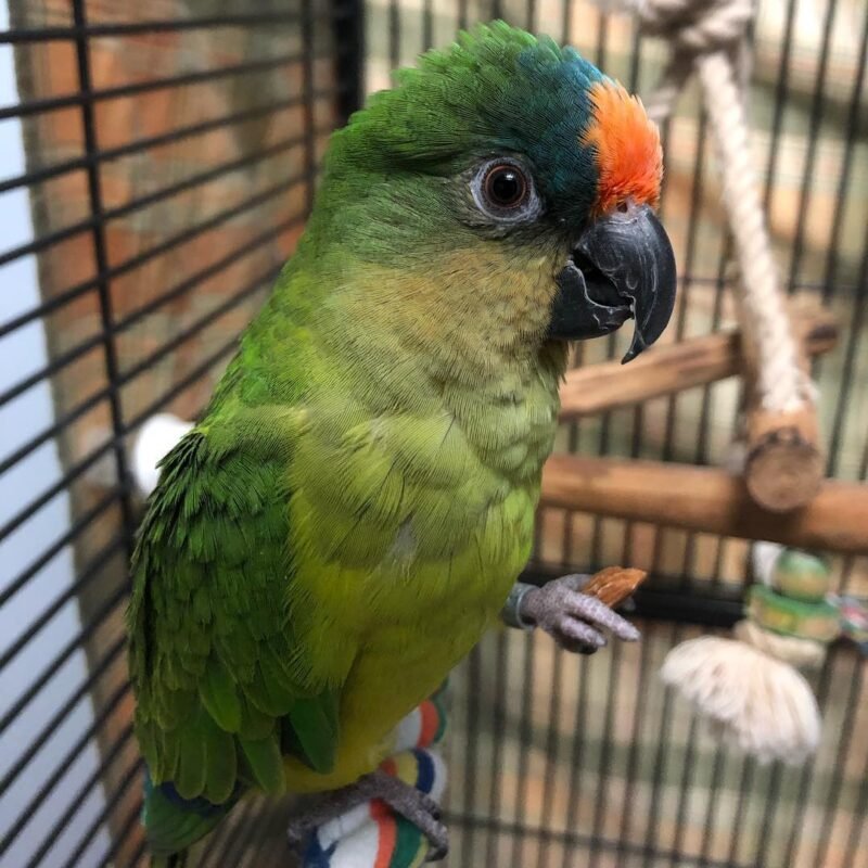 Peach Fronted Conure