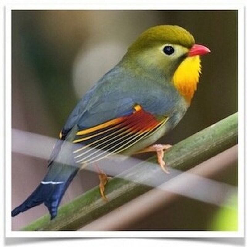 Buy Pekin Robin (Red-billed leiothrix) Online