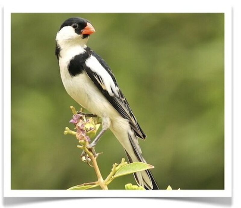 Buy Pin-tailed Whydah Online - Image 2