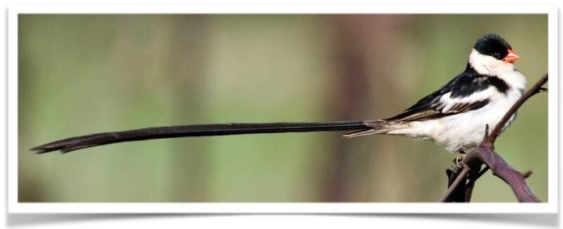 Buy Pin-tailed Whydah Online - Image 4