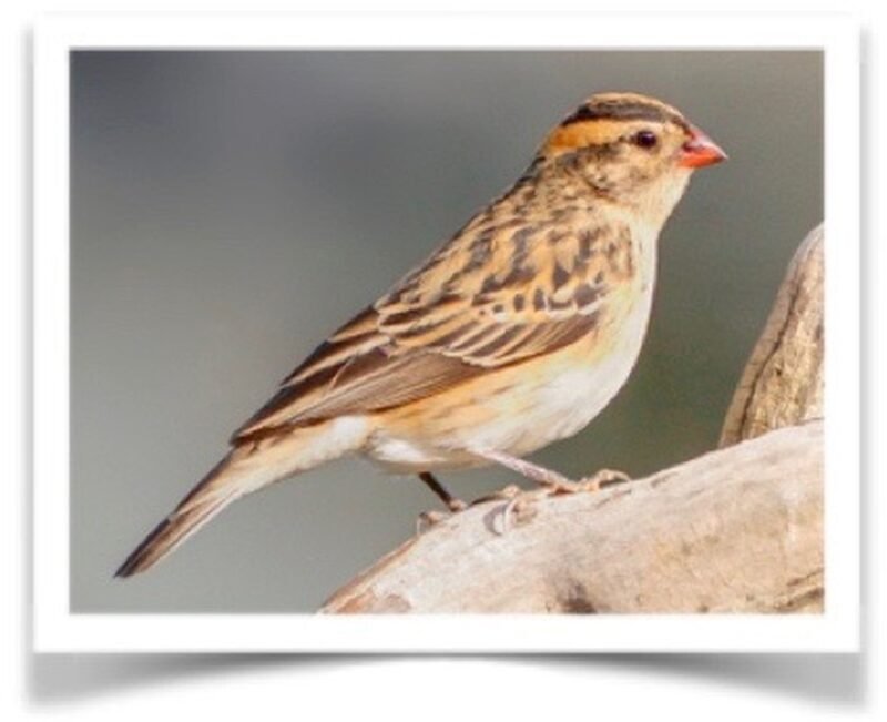 Buy Pin-tailed Whydah Online