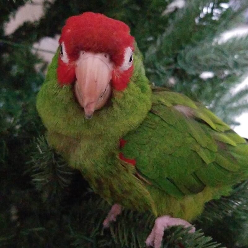 Red Masked Conure