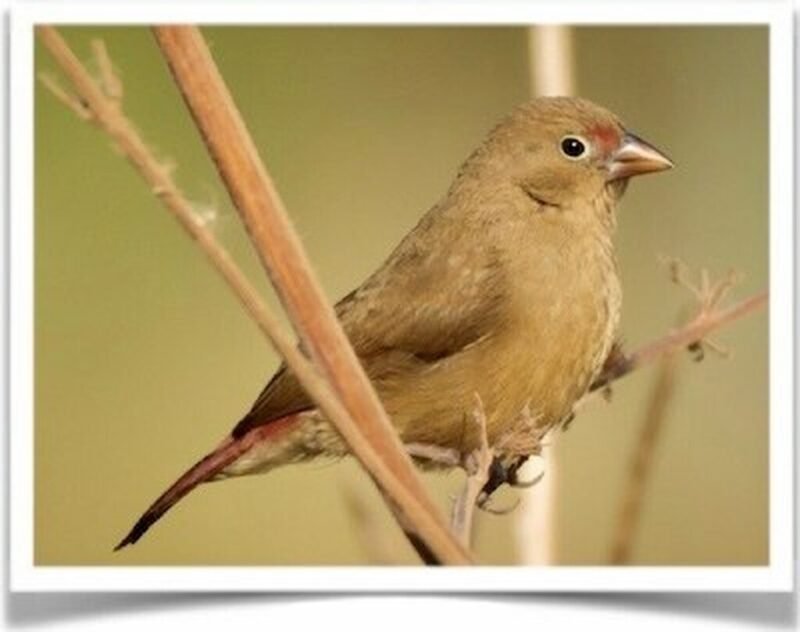 Buy Red-Billed Firefinch Online - Image 2