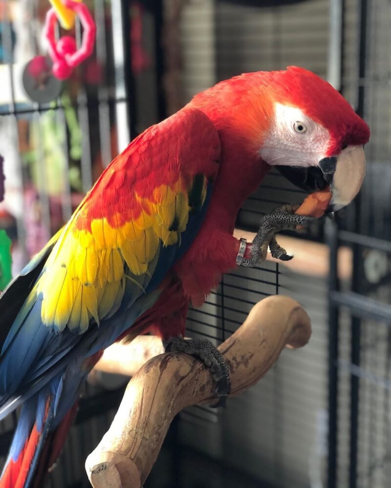 Scarlet macaw