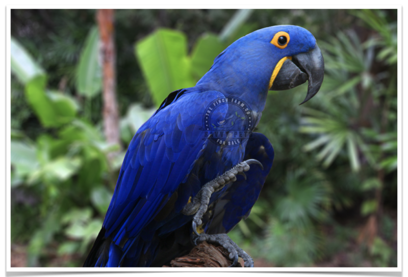 Buy Hyacinth Macaw Online - Image 3