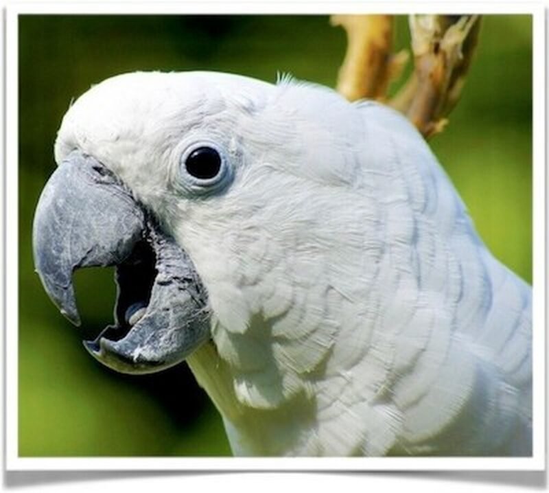 Buy Umbrella Cockatoo Online - Image 2