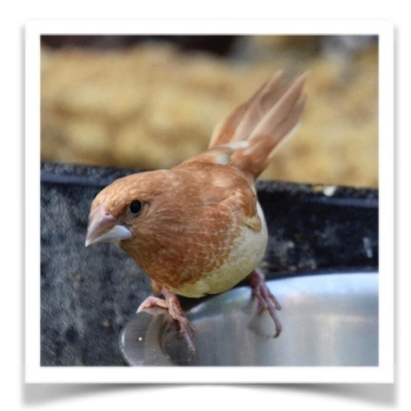 Buy Euro Society Finch - Varied Colors Online