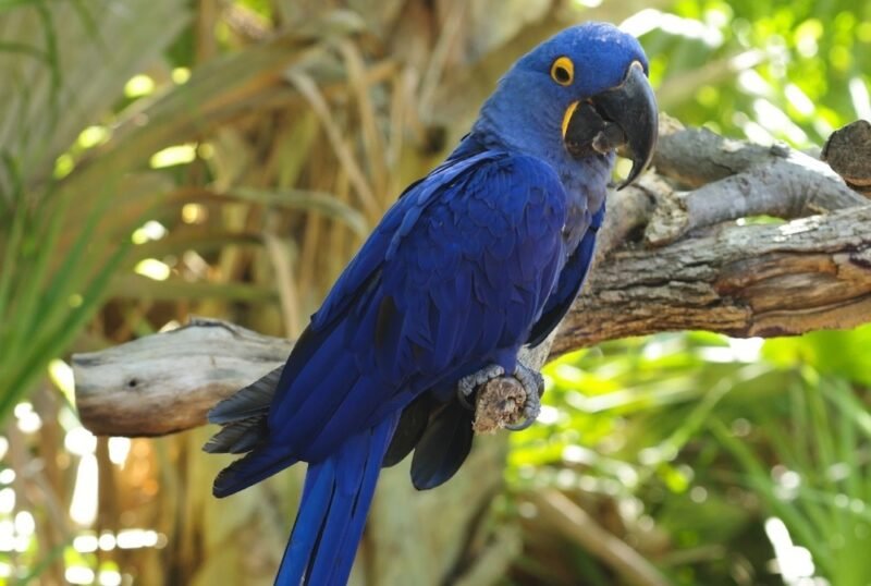 Buy Hyacinth Macaw For Sale - Image 3