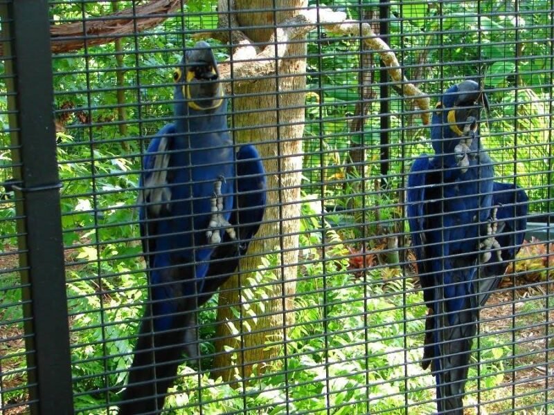 Buy Hyacinth Macaw For Sale - Image 2