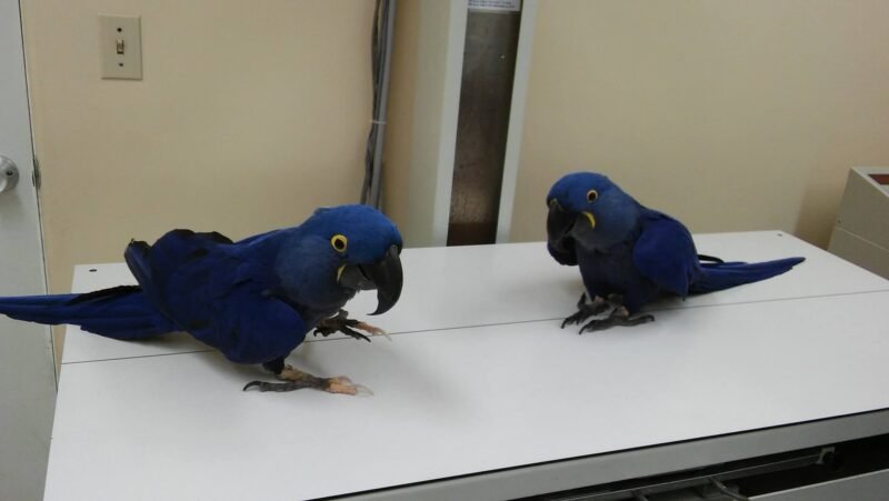 Buy Hyacinth Macaw For Sale