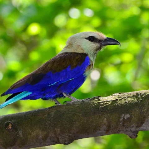 Buy Blue Bellied Roller Online
