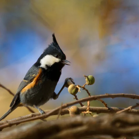 Buy Black-crested Tit Online