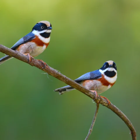 Buy Black-throated Tit Online
