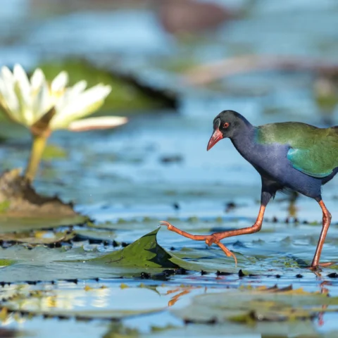 Buy Allen’s Gallinule Online