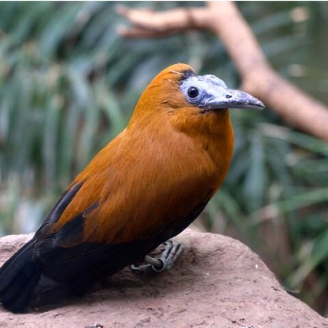 Buy Capuchinbird Cotinga Online