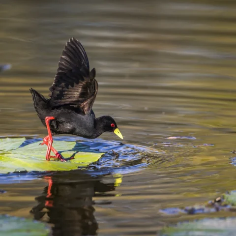 Buy Black Crake for sale