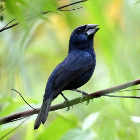 Buy Blue-black Grosbeak Online