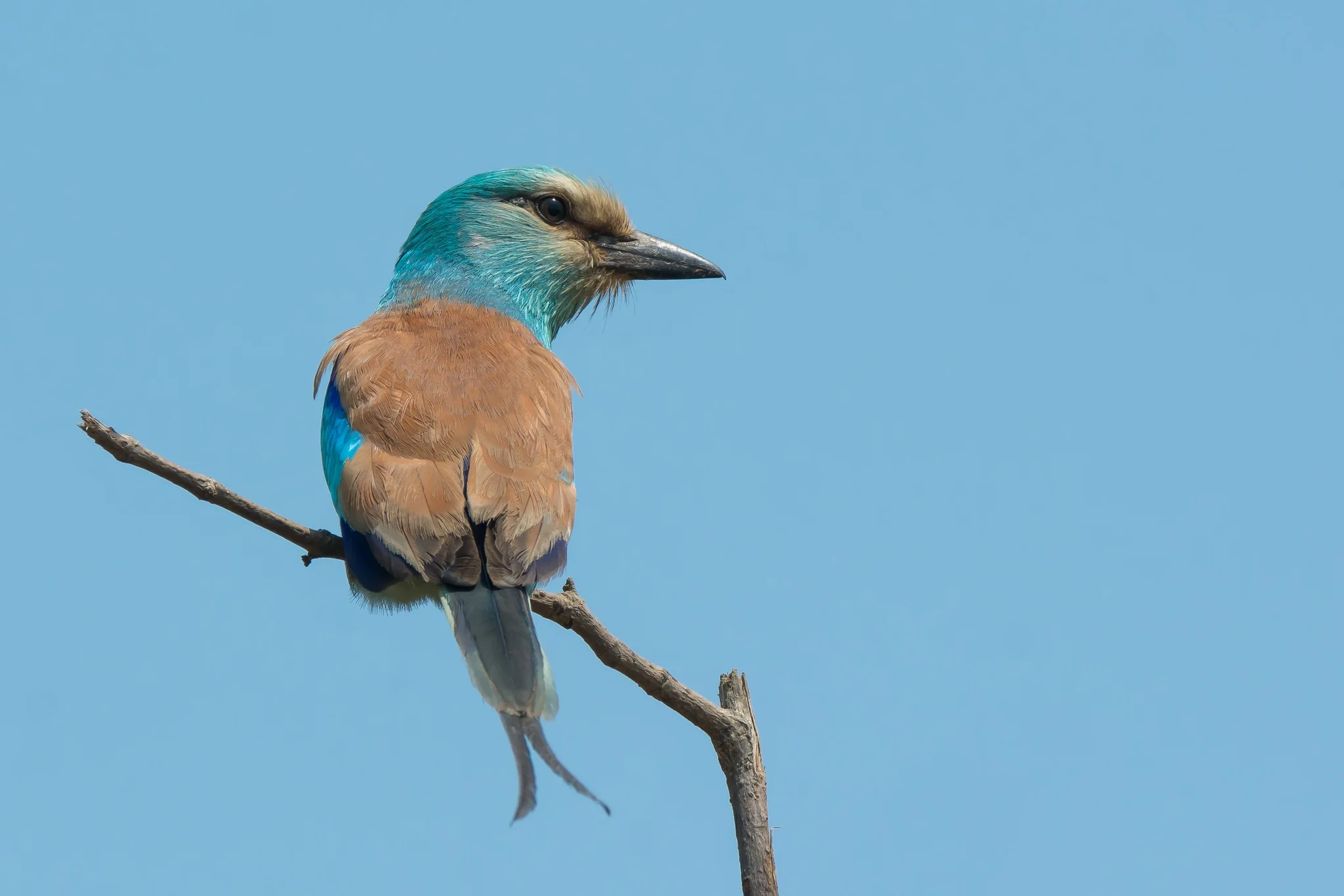 Buy Abyssinian Roller Online