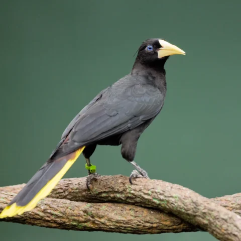 Buy Crested Oropendola Online