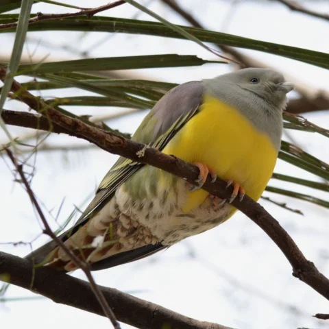 Buy Bruce’s Green Pigeon Online