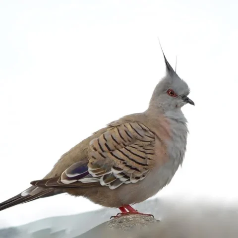 Buy Crested Pigeon Online