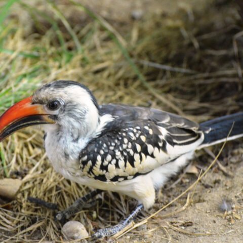 Buy Red Billed Hornbill Online