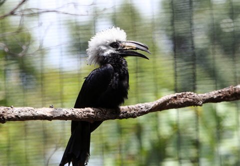 Long Tailed (White Crested) Hornbill