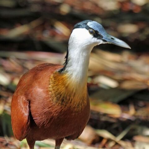 Buy African Jacana Online