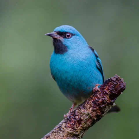 Buy Blue Dacnis Online