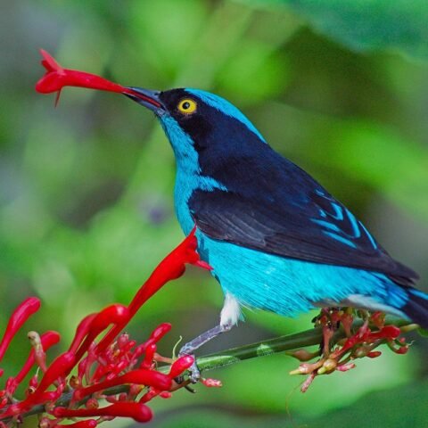 Buy Black-faced Dacnis Online