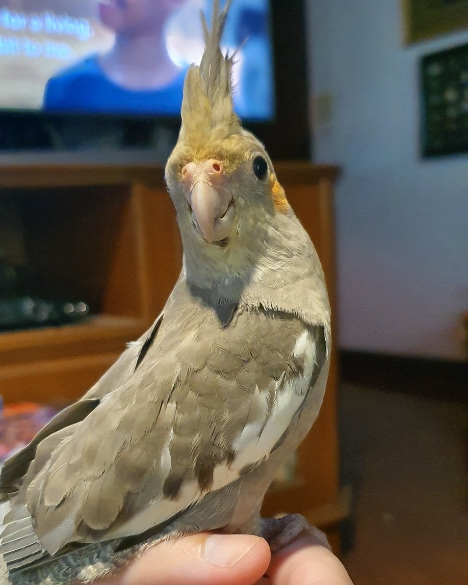 Normal Grey Cockatiel
