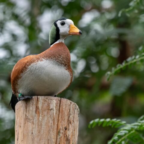 Buy African Pygmy Goose Online