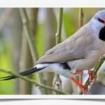 Buy Shaft-Tail Finch Online