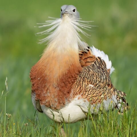 Buy Great Bustards Online