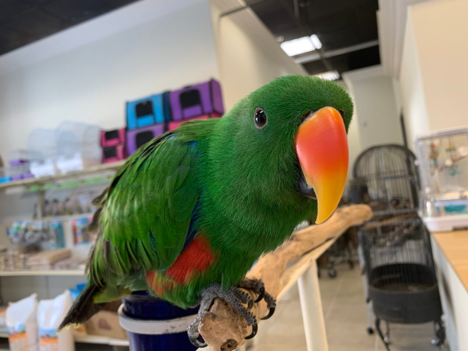 Birds For Sale Online