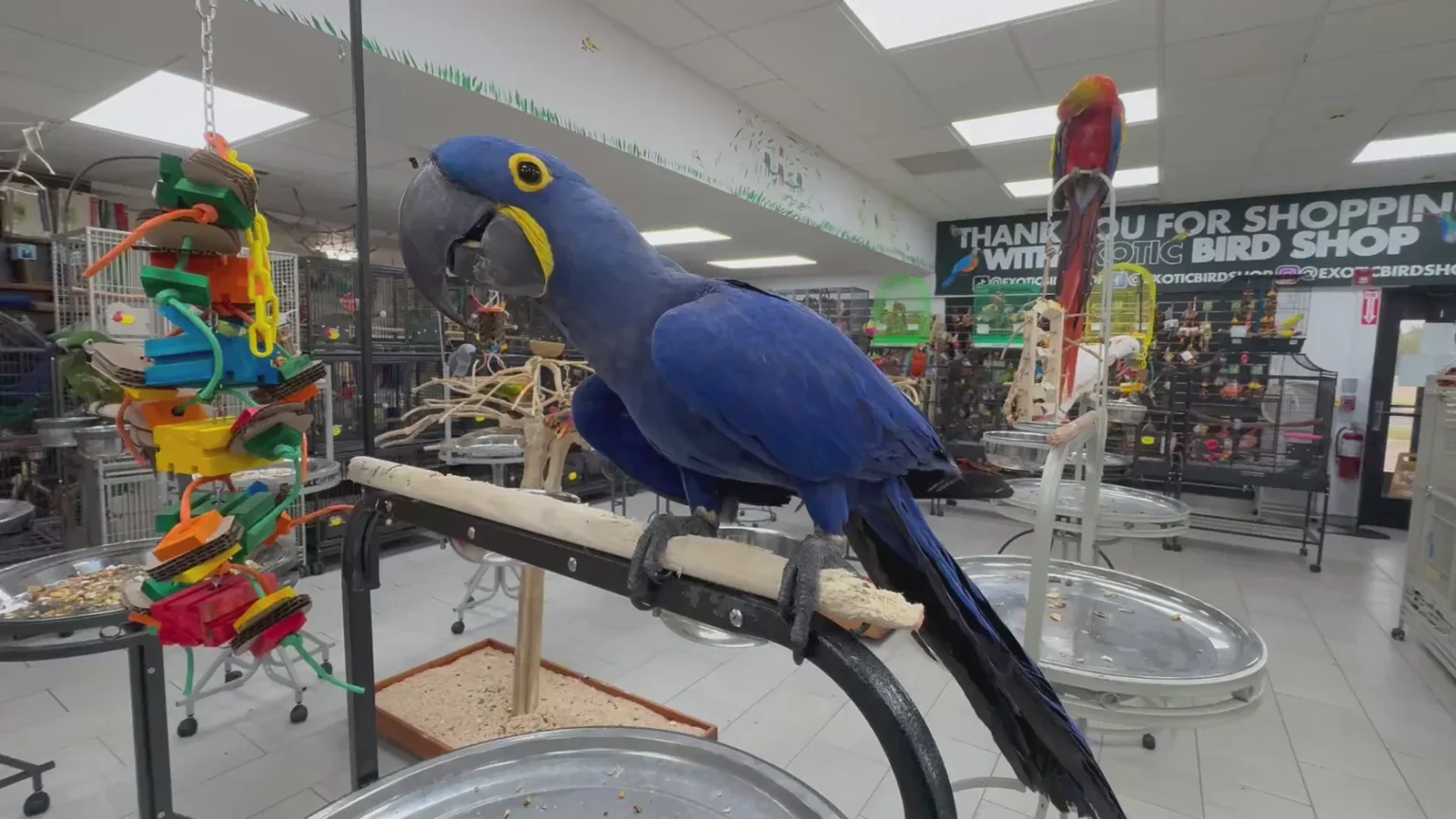 Birds For Sale Online