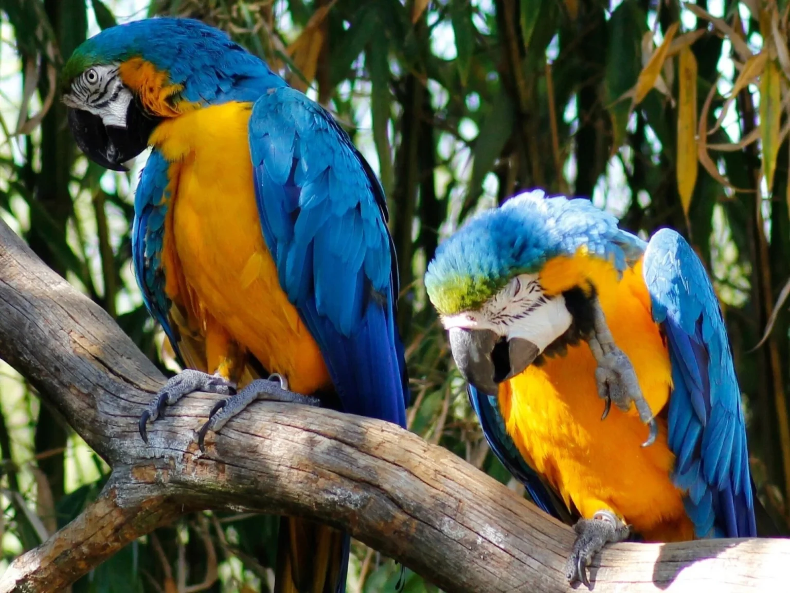 Birds For Sale Online