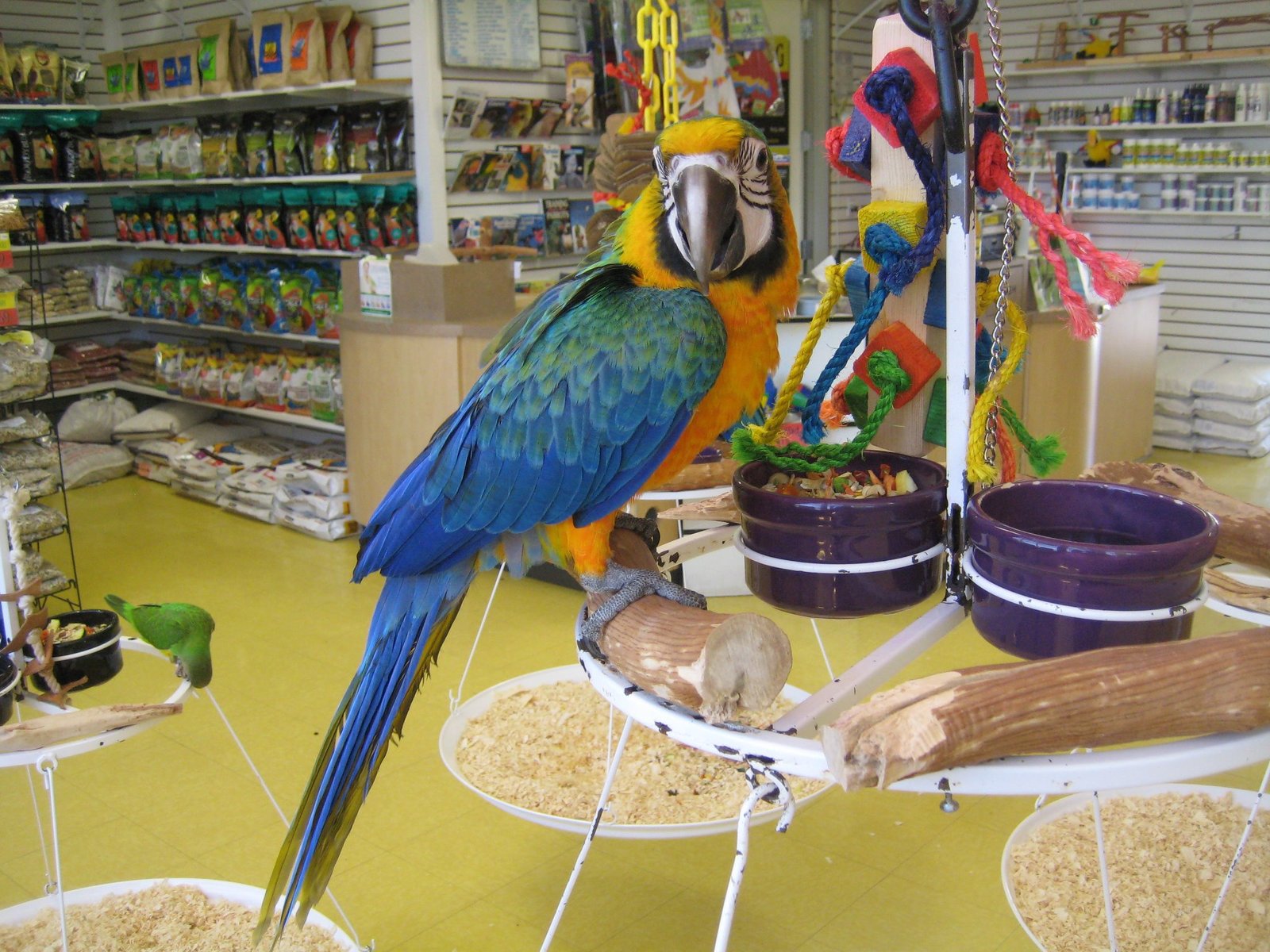 Buy Birds For Sale Online